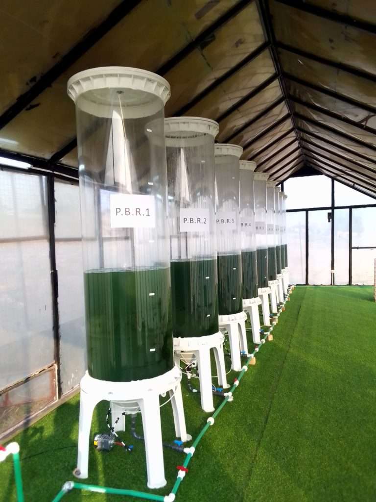 All'interno della serra, una fila di fotobioreattori verticali è allineata con precisione su un tappeto di erba sintetica. Questi grandi cilindri trasparenti sono parzialmente riempiti con una coltura di spirulina dal colore verde bosco intenso.
Ogni reattore è montato su un supporto bianco ed è contrassegnato da etichette identificative (come "P.B.R. 1", "P.B.R. 2"). Alla base, un complesso sistema di tubazioni bianche e verdi collega i serbatoi per la gestione del flusso. La luce solare filtra attraverso i pannelli della serra, fornendo l'energia necessaria per la fotosintesi e la crescita delle microalghe.